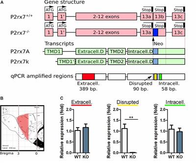 P2X7 Receptor-Dependent Layer-Specific Changes in Neuron-Microglia Reactivity in the Prefrontal Cortex of a Phencyclidine Induced Mouse Model of Schizophrenia